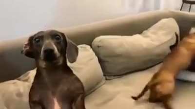 "I'm here reporting live from the scene on the couch"