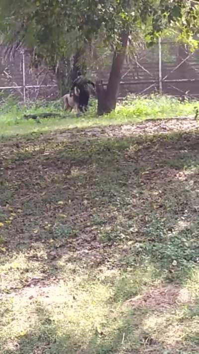 Drunk man jumped in a lion cage