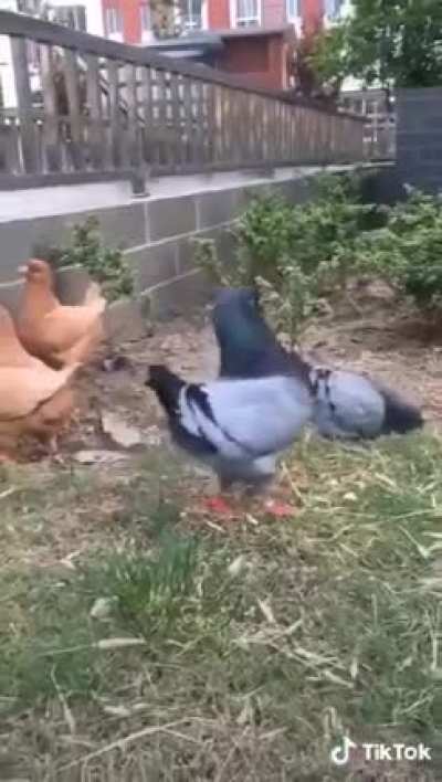 Those pigeons think they are chicken ?