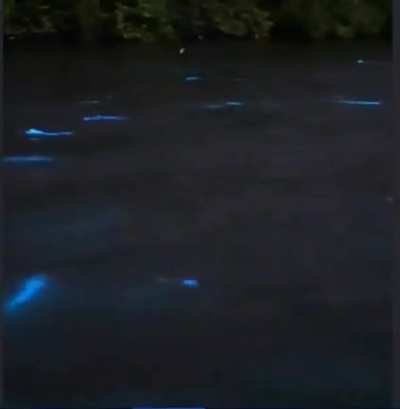 ? Mullets creating bioluminescent glow trails as they jump and swim in a Florida bay