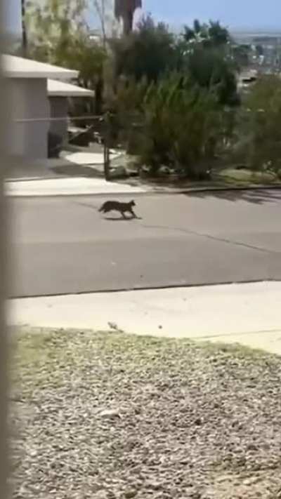 to catch birb