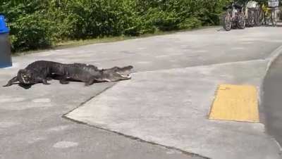 ? American crocodile vs American alligator