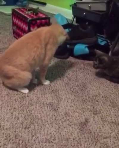 Cat standing on its tail
