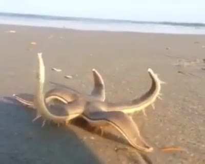? The starfish returns to the ocean after high tide.
