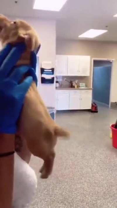 "Today I went to the vet. She, made sure I was a-okay. Later, she gave me Kissies... which I really liked"