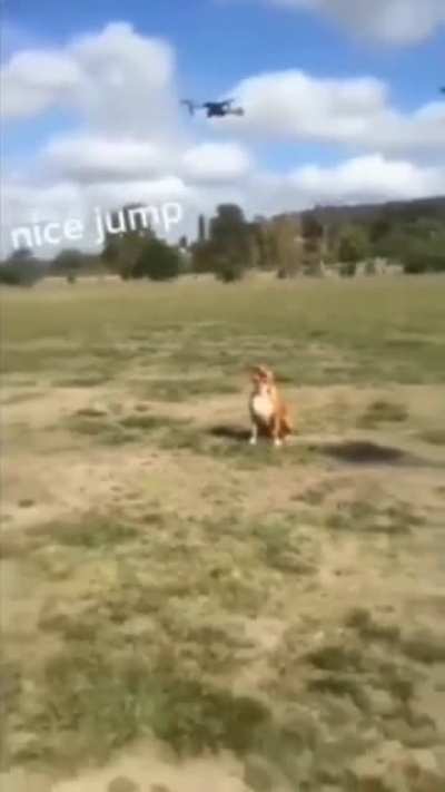 Bouncy