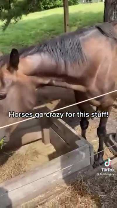 “This grass is gas!”