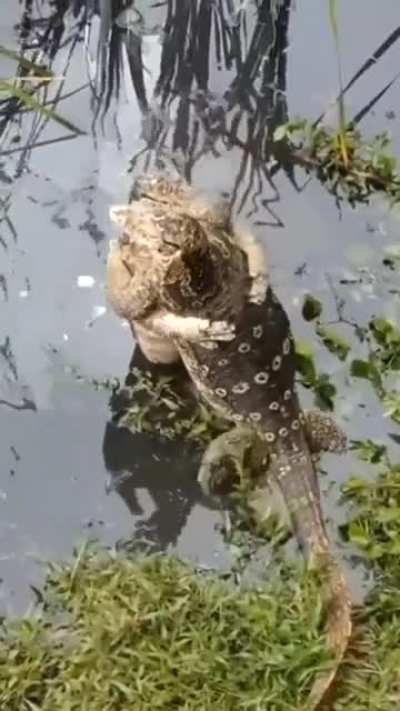 ? Two Monitor Lizards hugging each other.