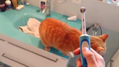 Electric toothbrush market is 2.5 billion. Pet market is 250 billion. Electric toothbrush companies, you can send me a cheque later thanks