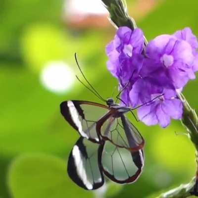 ? Greta oto: The beautiful glasswing butterfly is known for its unique transparent wings that allow it to camouflage without coloration. ?
