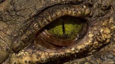? Crocodile's eye