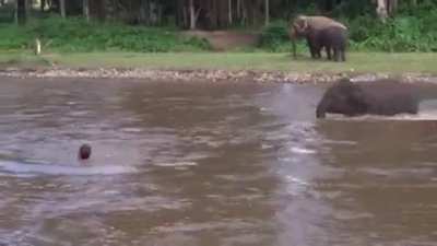 ? Young Elephant Thinks Human Is Drowning So He Rushes To Save Him ?