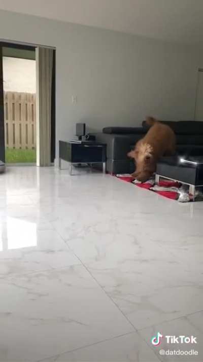 I know this is just for dogs but this bear is so fluffy! ?