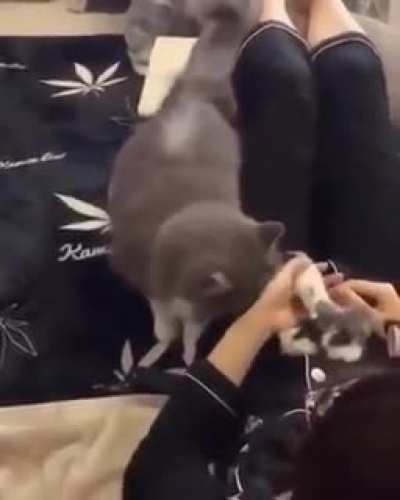 I trust u hooman take care of my kitteh