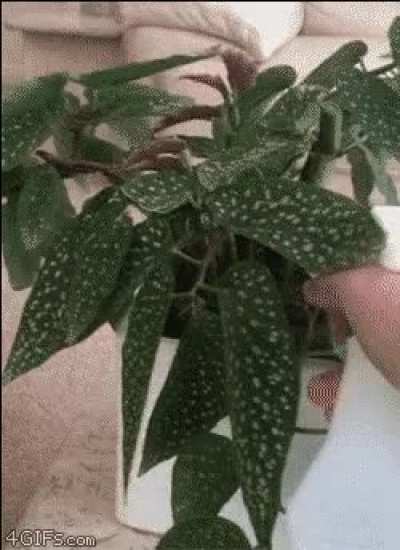It’s important to keep them watered…