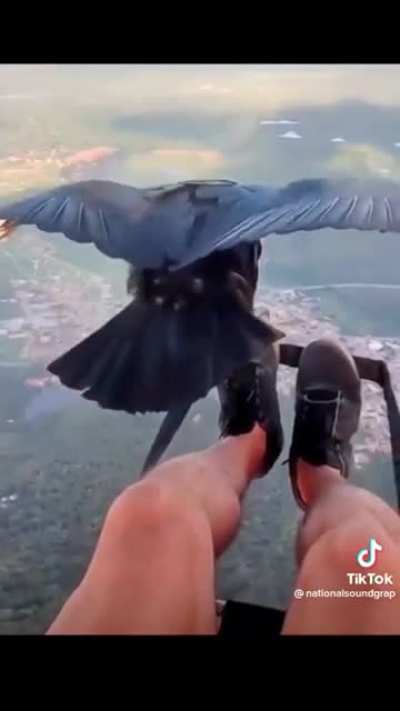 ? A black vulture flying