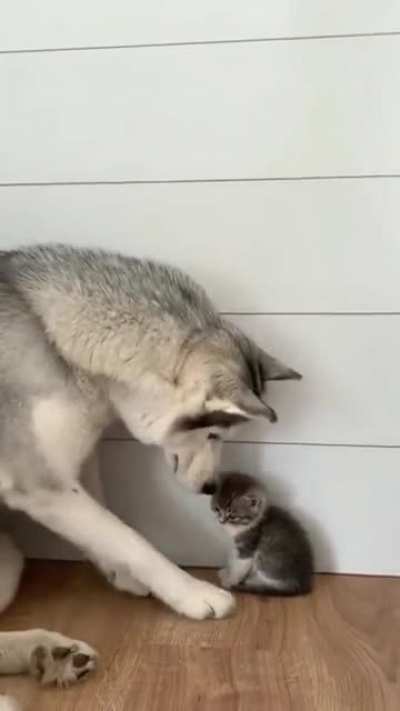 An unlikely friendship ??