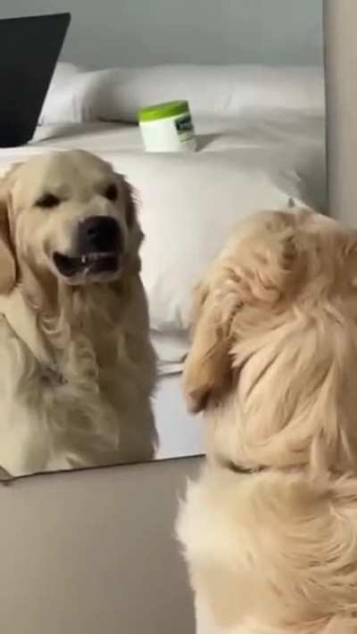 practicing his mean face ?