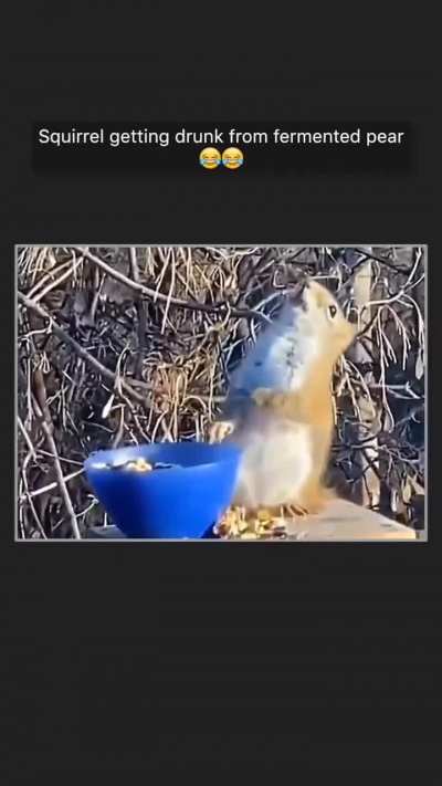 To whoever it may concern its not harmful to the squirrel