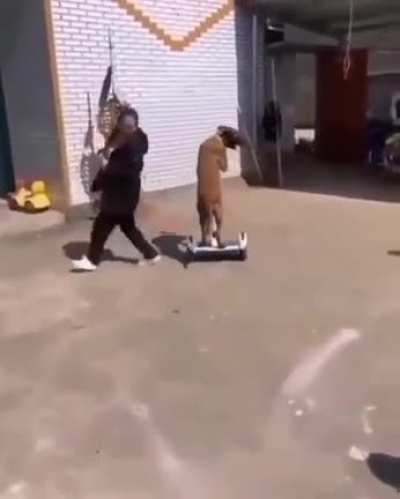 Look at him gooo!