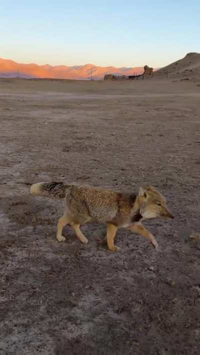 ? That’s no dog: unexpected encounter with a Tibetan Fox