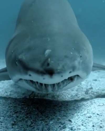 ? This Shark Staring Into Your Soul