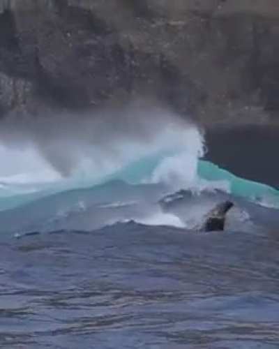 ?Sea lions surfing giant waves