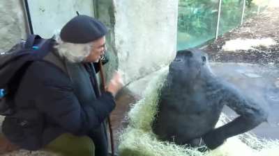 ? Gorilla copies a man's body language