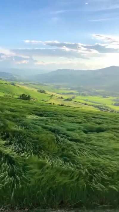 ? the way this field moves to the wind