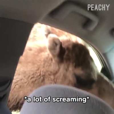 Funny, Scary and Angry Camel reactions ! (Reduce Volume Before Watch) ?