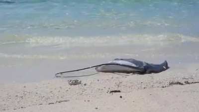 ? shark going after a very pissed off ? stingray.
