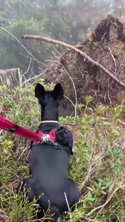 Our dog vs the mythical bouquetin! ?