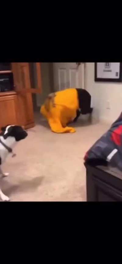 Poor doggo