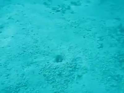 Sea plant disappears when being touched