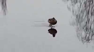 Holy quack, he defies the laws of nature