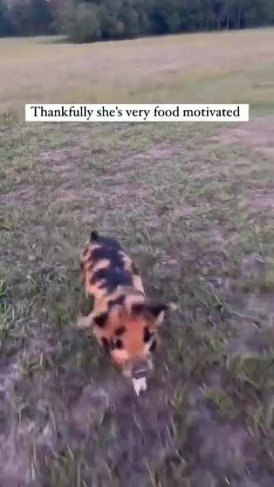 Baby Oinks thinks he's a cow ??