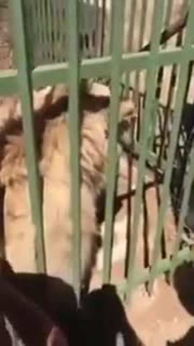 Here kitty kitty