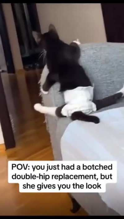 "Hold my recovery," said the cat