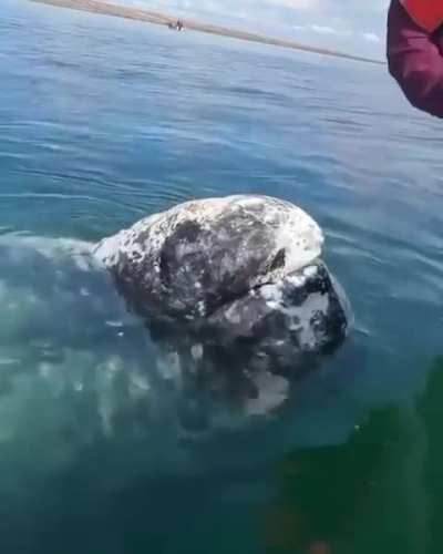 ? Whale let boat Captain to remove lice from his head