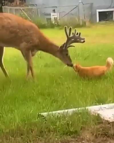 ? A curious buck checking out a cat ?