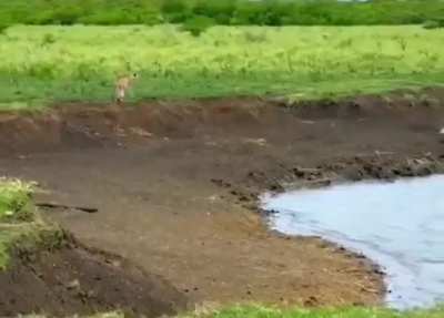 A crocodile ambushes a cheetah at a waterhole with lightning speed. A cheetah's natural reaction time is around 20 milliseconds.