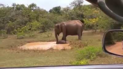 ? Elephant mom stomps crocodile out of its pool for her baby