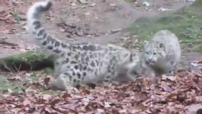 ? Snow leopard cub startling another snow leopard cub