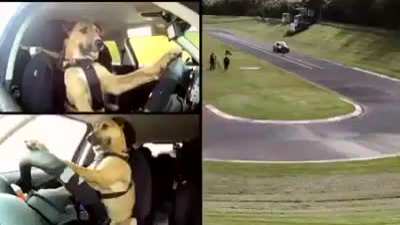 SPCA dogs are very intelligent. They can easily learn how to drive.Look at this awesome Dog ? named Porter take a ride.Wooow