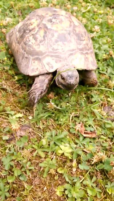 My parents warned me about their new tortoise being ... special.