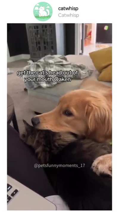 The dog that had a bubble put his nose ???
