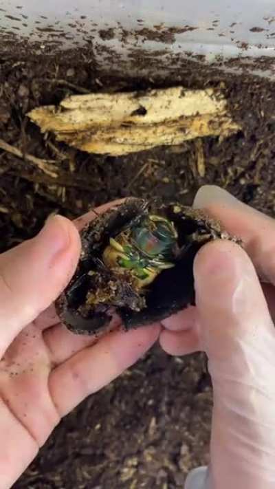 Surprise Egg?