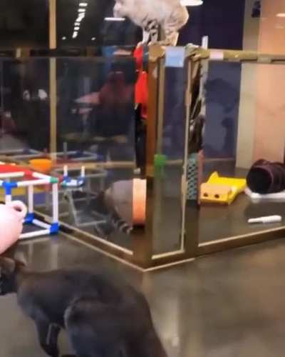 To escape