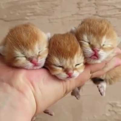 OMG! How tiny these cuties are, to fit three of them on your hand. ?
