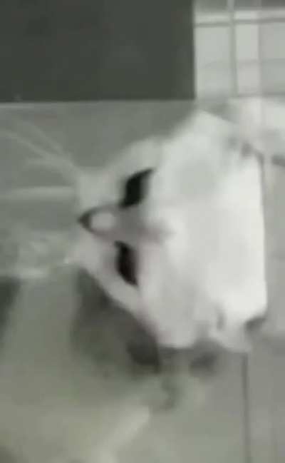 Mission Impawssible